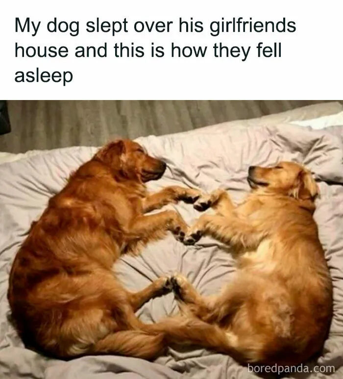 50 Wholesome Animal Memes That Might Just Turn Your Day Around
