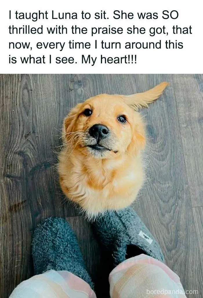 50 Wholesome Animal Memes That Might Just Turn Your Day Around