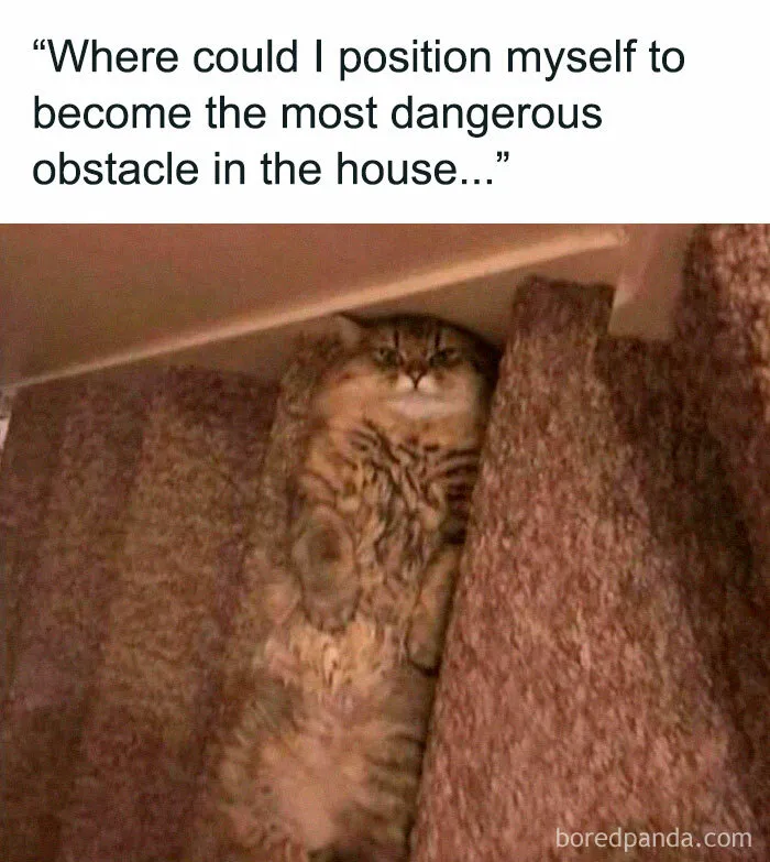50 Wholesome Animal Memes That Might Just Turn Your Day Around