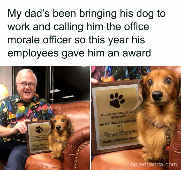 50 Wholesome Animal Memes That Might Just Turn Your Day Around