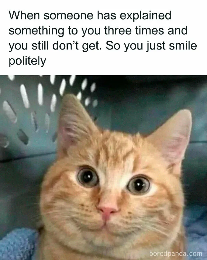 50 Wholesome Animal Memes That Might Just Turn Your Day Around