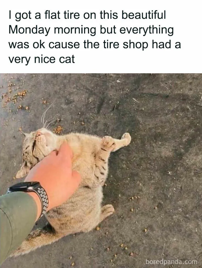 50 Wholesome Animal Memes That Might Just Turn Your Day Around