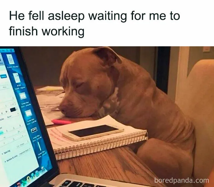 50 Wholesome Animal Memes That Might Just Turn Your Day Around