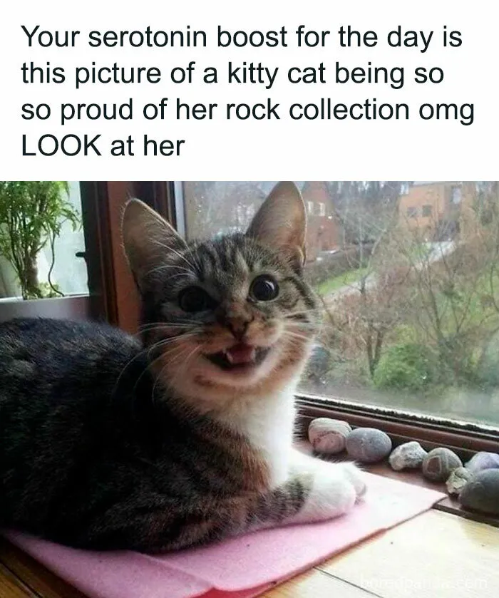 50 Wholesome Animal Memes That Might Just Turn Your Day Around