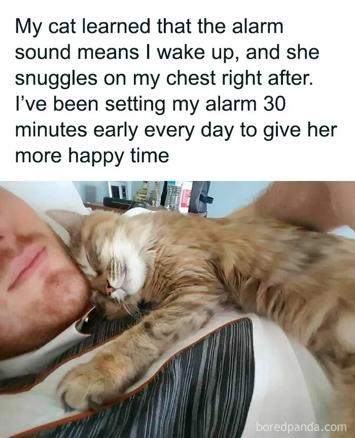 50 Wholesome Animal Memes That Might Just Turn Your Day Around