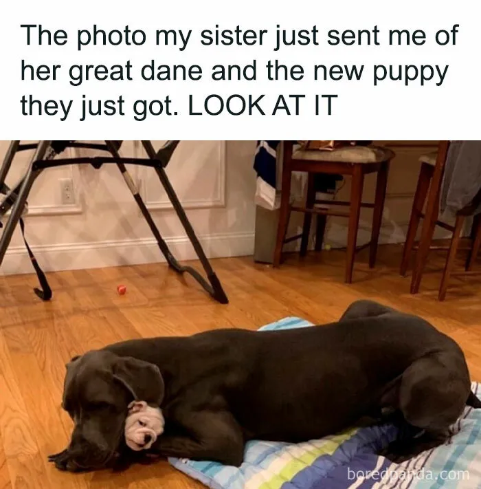 50 Wholesome Animal Memes That Might Just Turn Your Day Around