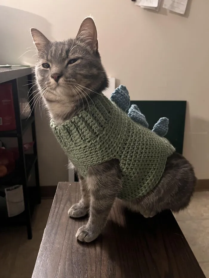 Cooter In His Dino Sweater Oc