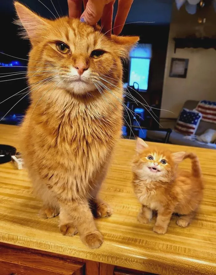 Big Cat Isn't As Impressed As Small Cat!