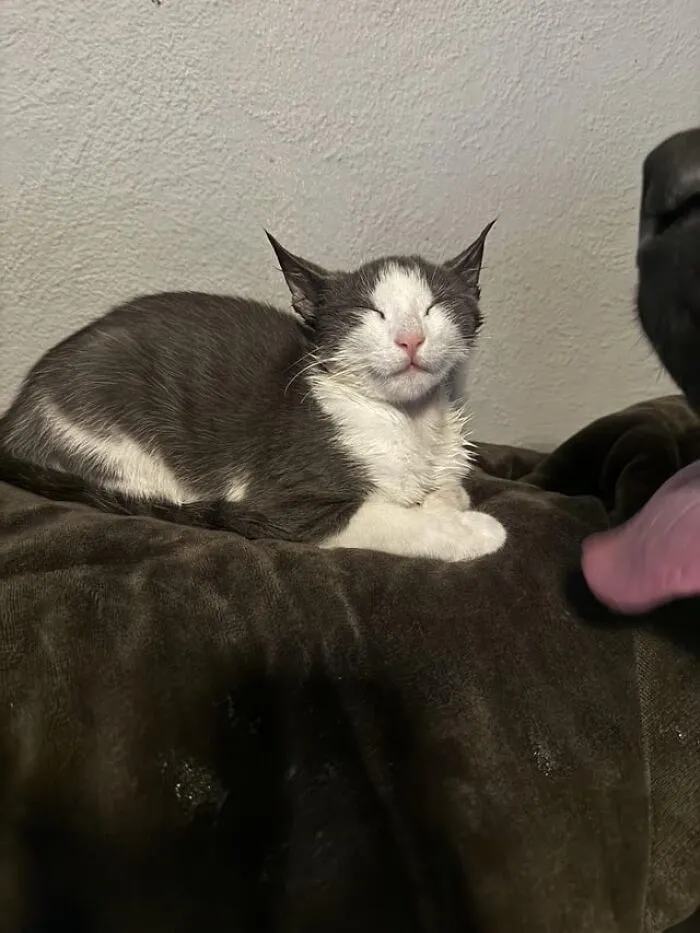 Found This Kitten In The Parking Garage At Work Friday. This Was Her Hours Later