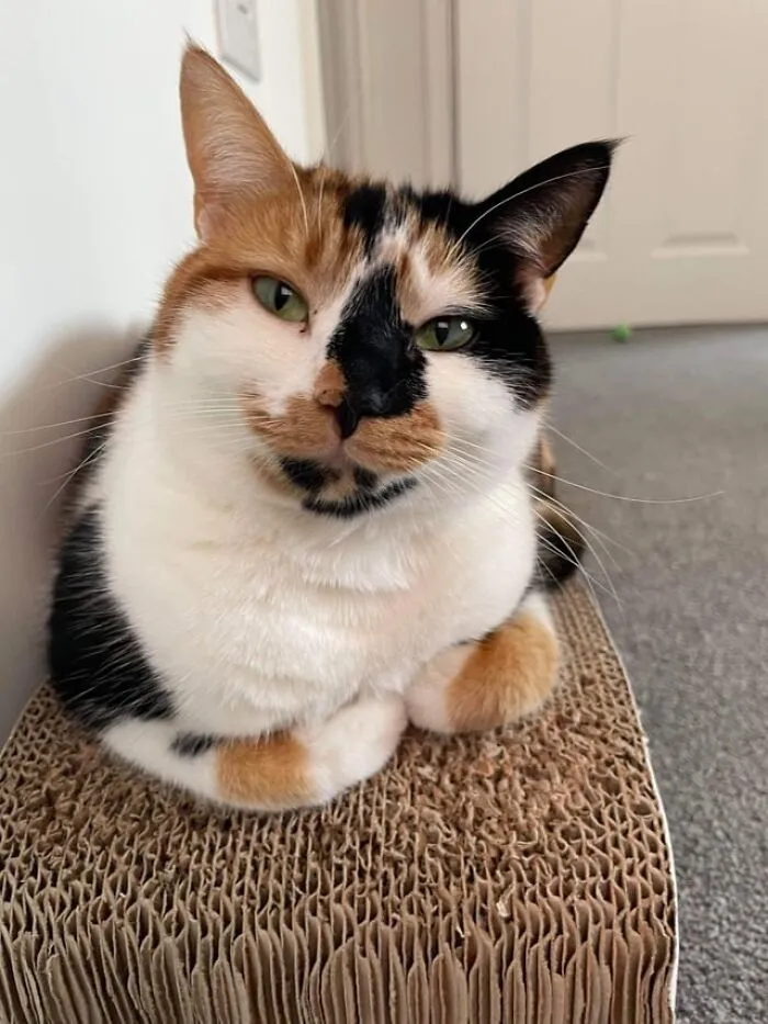 It Was Suggested That I Post Luna Here. She’s Always Happy