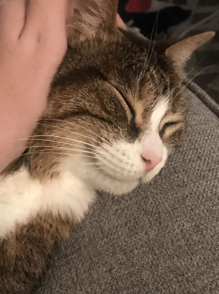 Sometimes When I Rub Her Face, I Could Swear Buffy Actually Smiles