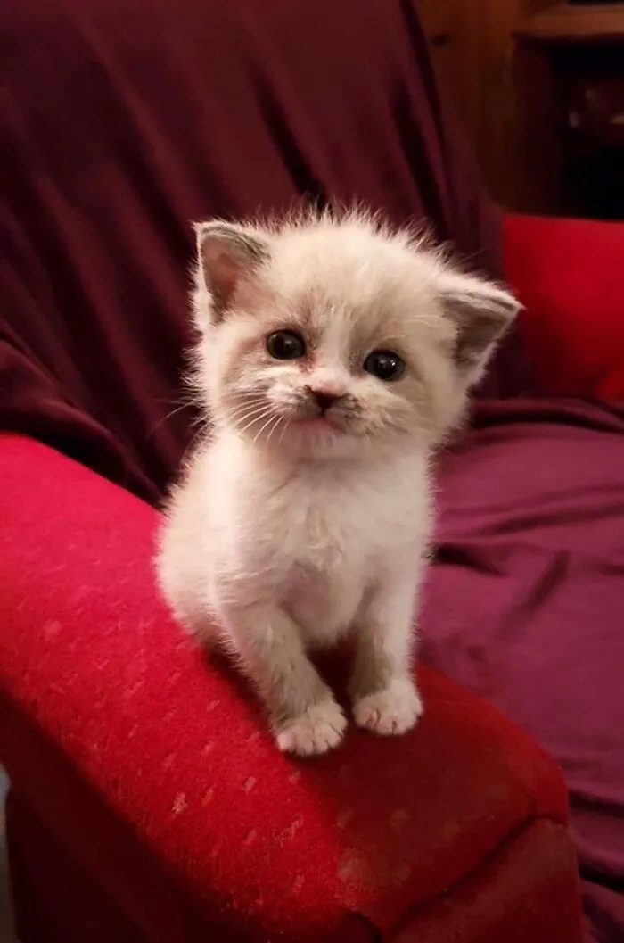 Kitten Mittens