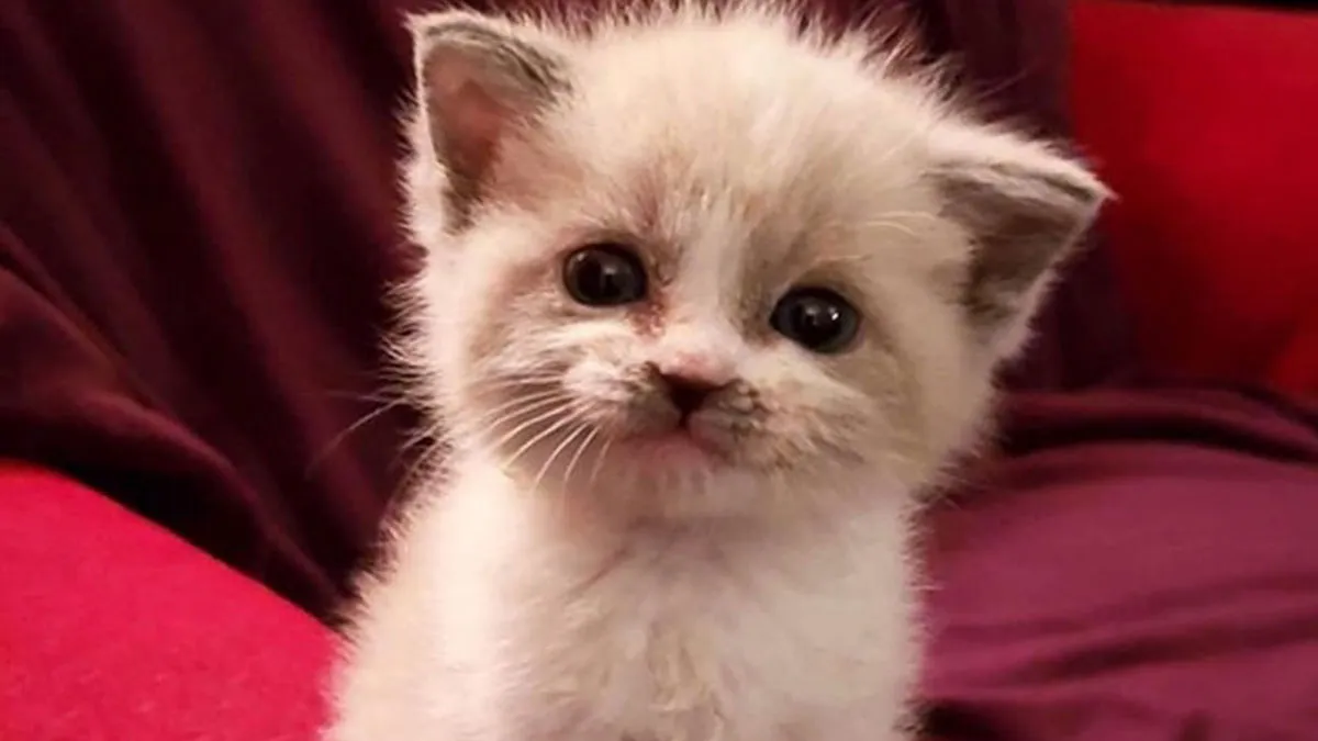 Folks Share The Best Cat Smiles They’ve Ever Been Blessed To Witness (43 Photos)