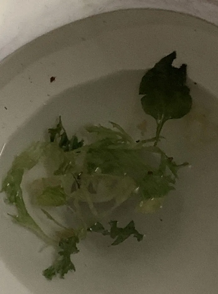 Mi compañera de piso tira comida por el retrete y ahora está siempre atascado