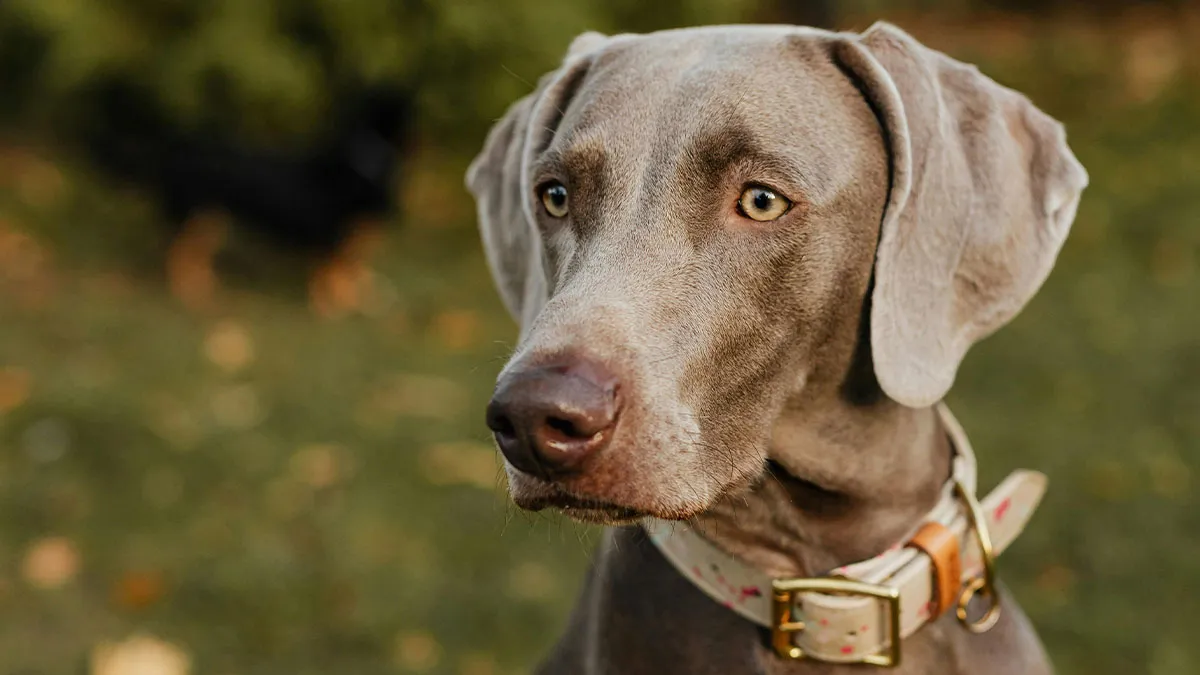 “Am I The [Jerk] For Not Allowing My Husband’s Friend To Bring Her Dog To Thanksgiving Dinner?”