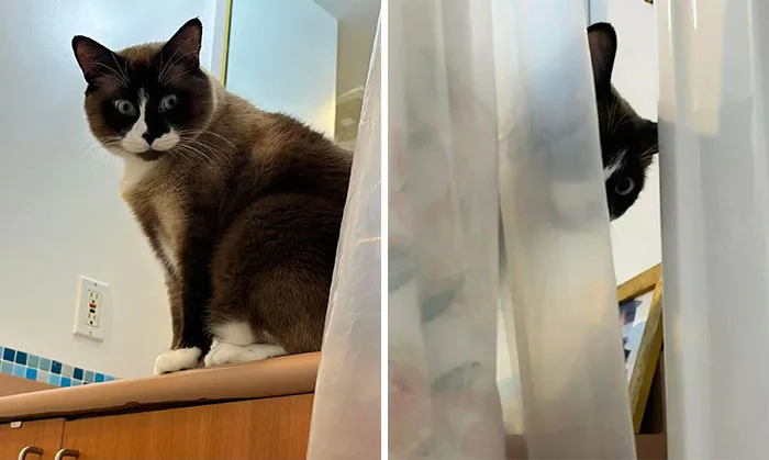 Pics Taken Shortly After Adoption. He Was Questioning My Choices For Taking A Bath. I Can See He’s Judging Me