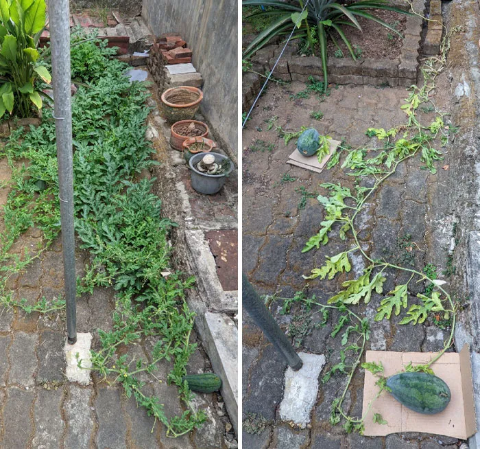 Mi papá podó mi planta de sandía para que, según él, “los nutrientes de las raíces se concentraran en los frutos”. Ahora, la planta está muerta 
