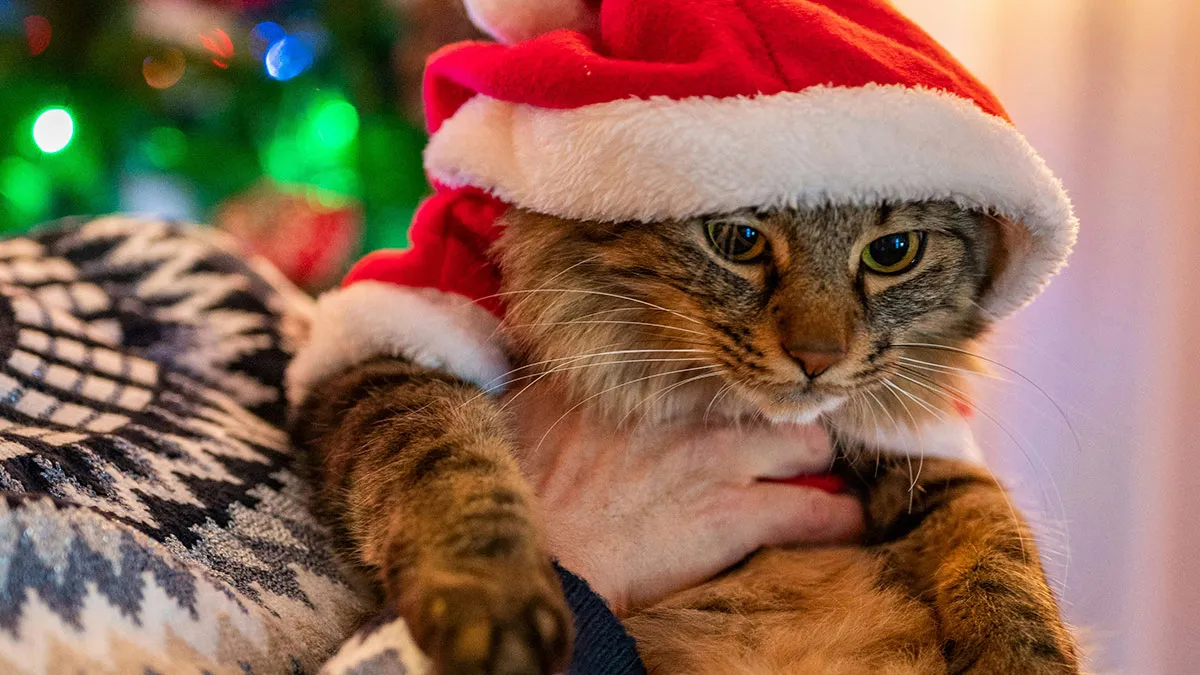 Woman Asks, "AIBU To Expect My SIL To Keep Her Aggressive Cat Away During Xmas?"