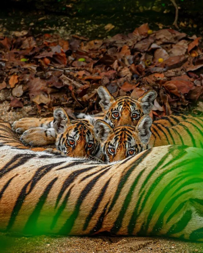 This Photographer Takes Beautiful Close-Up Photos Of Wildlife (27 New Pics)