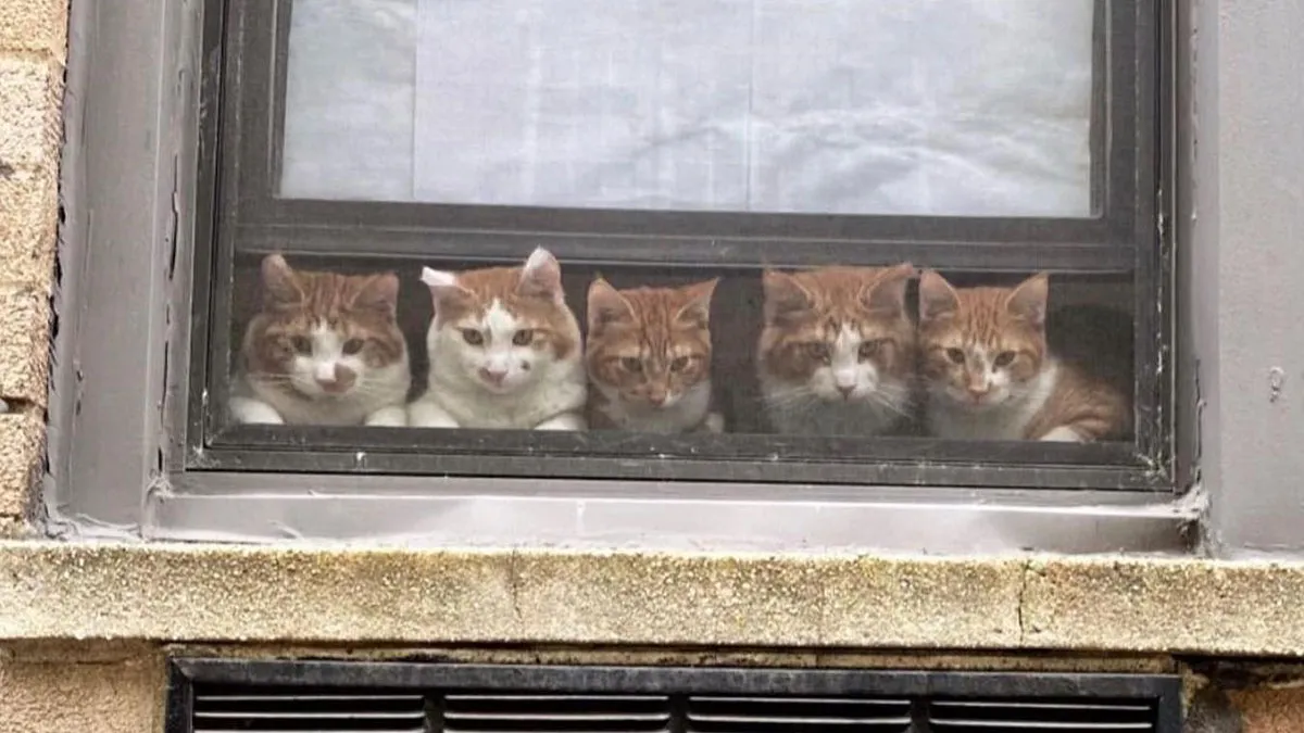 This Instagram Account Posts Pics Of Cats In Windows And We’re Smitten (30 Pics)
