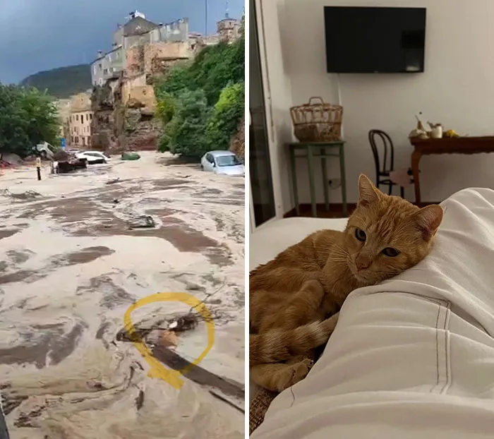 Little Guy Saved From The Floods