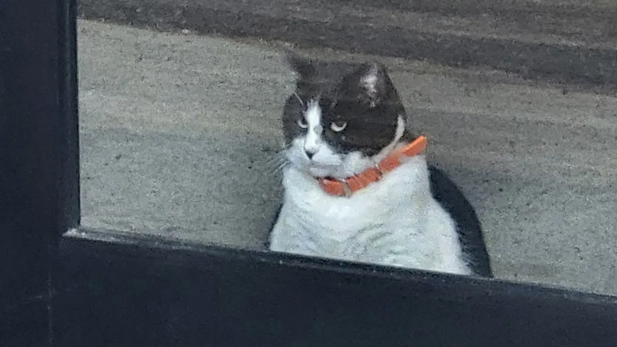 This Local Donut Shop Waiting Line Always Starts Behind A Cat Who’s Obsessed With Sweet Treats