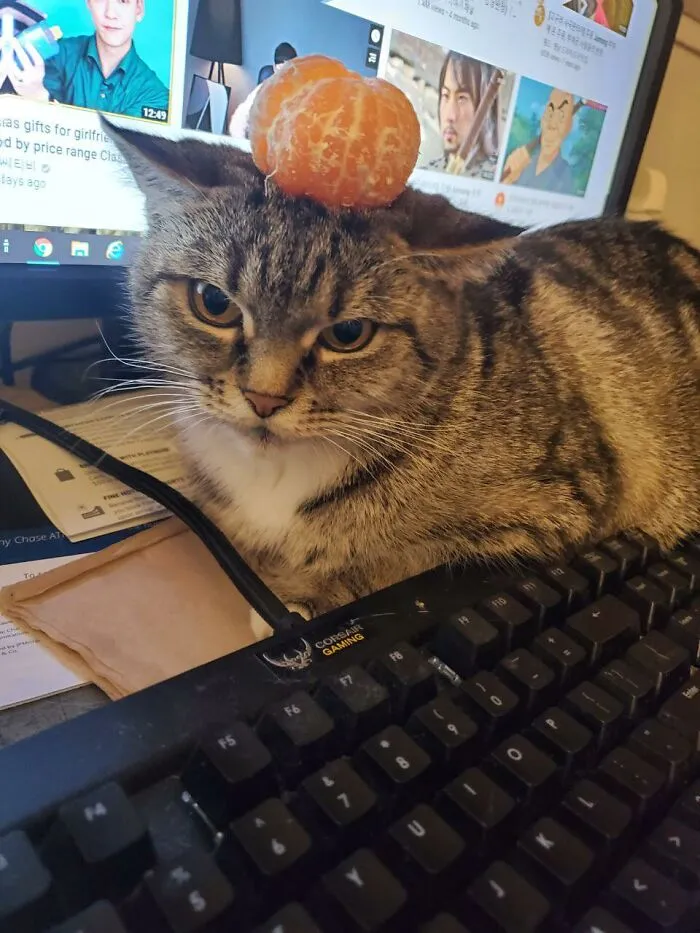32 Ameowsing Pics Of Stuff On Cats That Might Make You An Instant Fan Of Felines