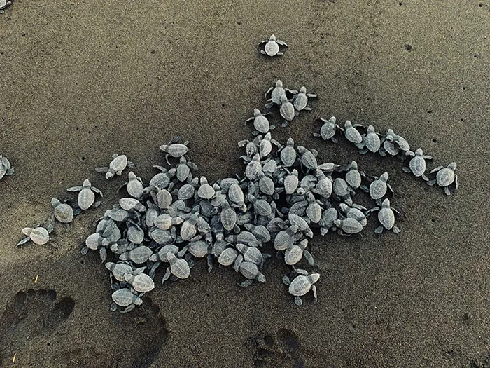30 Stories Of People Witnessing Something Wild And Shocking At The Beach