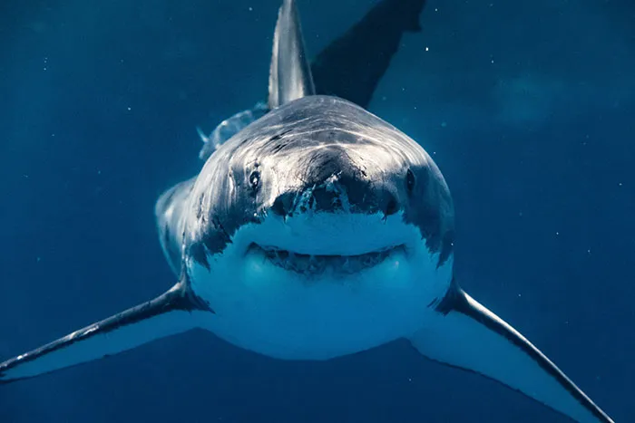 30 Stories Of People Witnessing Something Wild And Shocking At The Beach