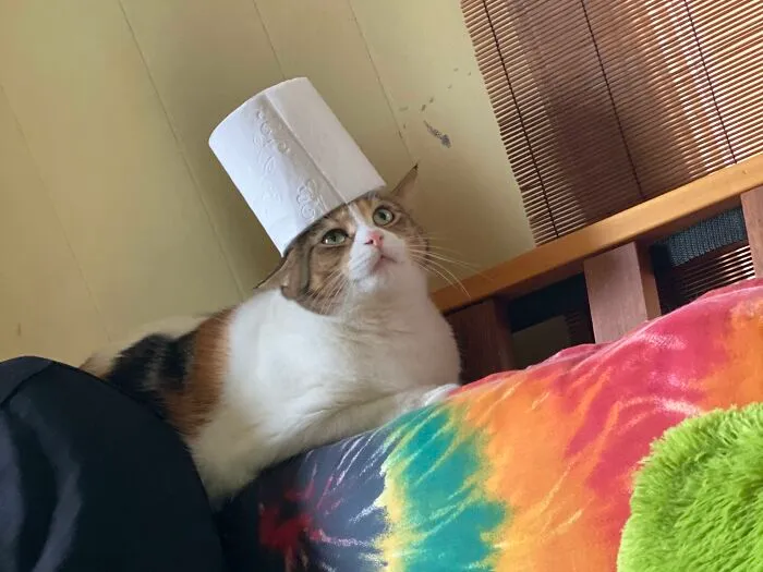 32 Ameowsing Pics Of Stuff On Cats That Might Make You An Instant Fan Of Felines