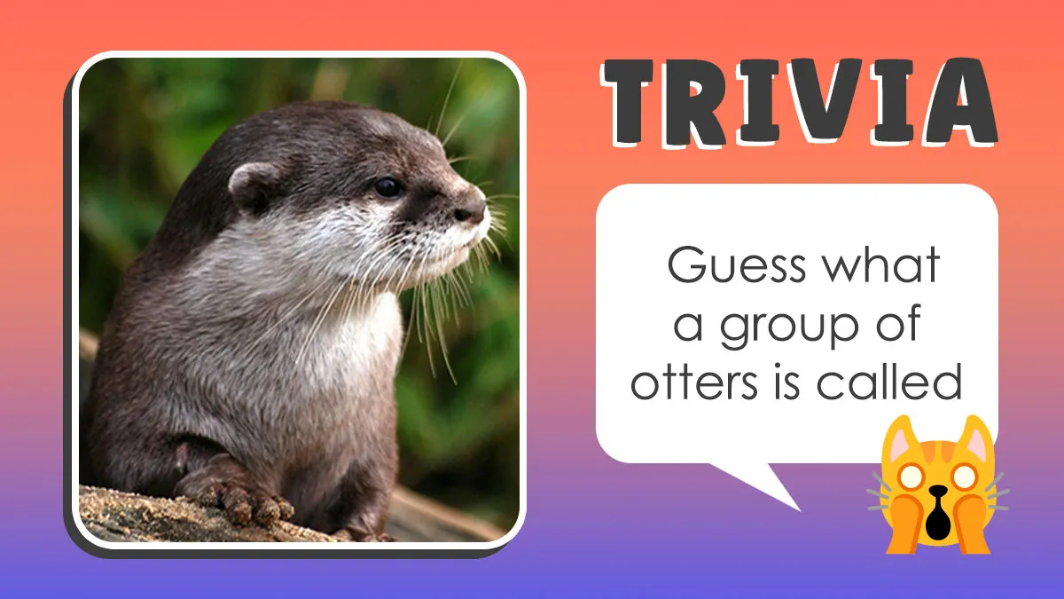 A Group Of Lions Is Called A Pride, But Let’s See If You Can Identify Some Other Animal Group Names With This Trivia
