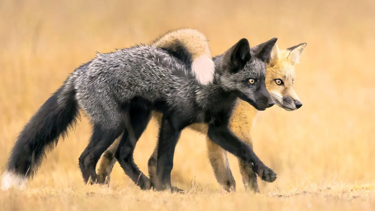 The Nature Photographer Of The Year: 30 Captivating Images From The 2024 Contest