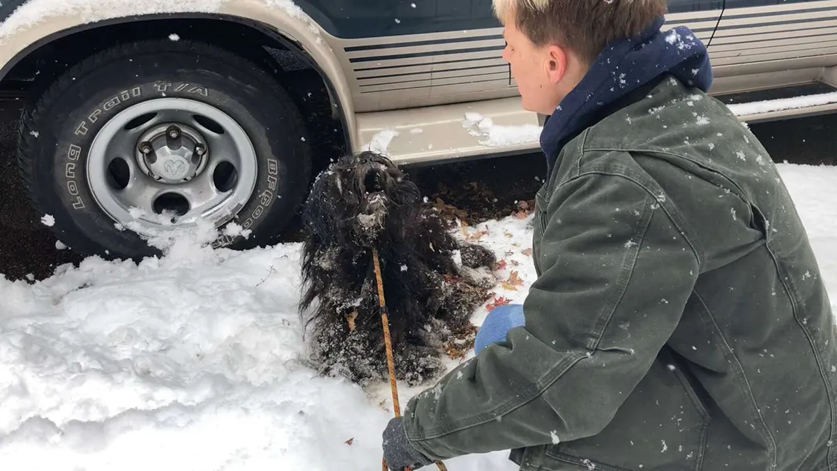 This Matted Dog Who Was Frozen To The Ground Is Unrecognizable After Losing 6 Pounds Of Fur