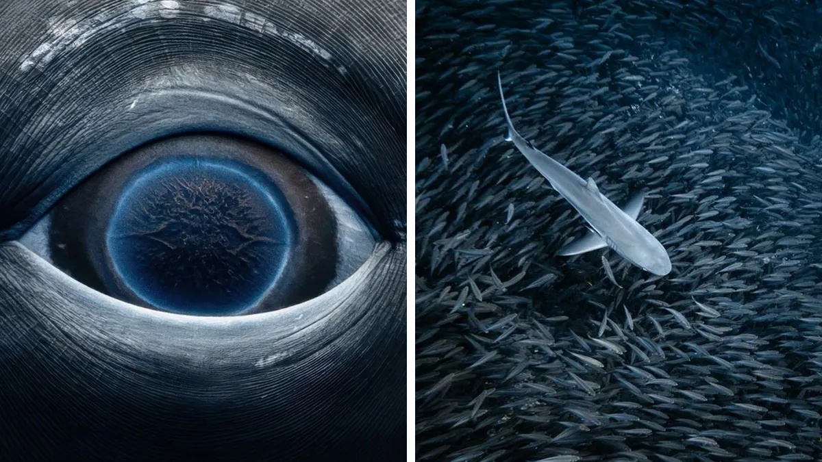 Stunning Underwater Photography Of Marine Life By Rachel Moore (42 Pics)