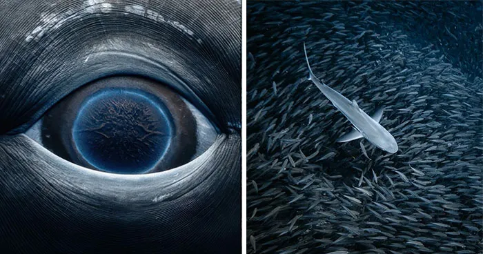 Stunning Underwater Photography Of Marine Life By Rachel Moore (42 Pics)