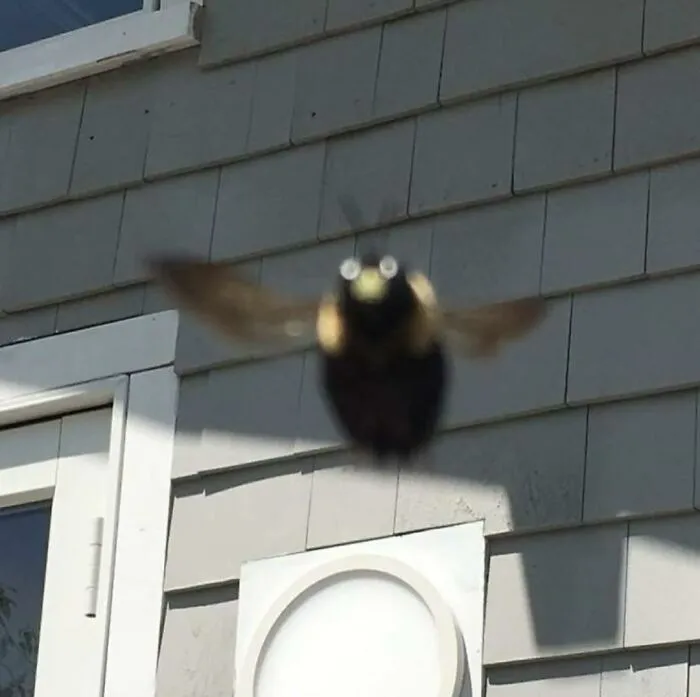 💿👄💿 (Carpenter Bee, Immediately Before Bonking Into The Camera)