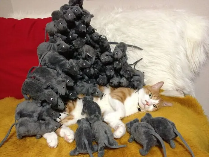 32 Ameowsing Pics Of Stuff On Cats That Might Make You An Instant Fan Of Felines