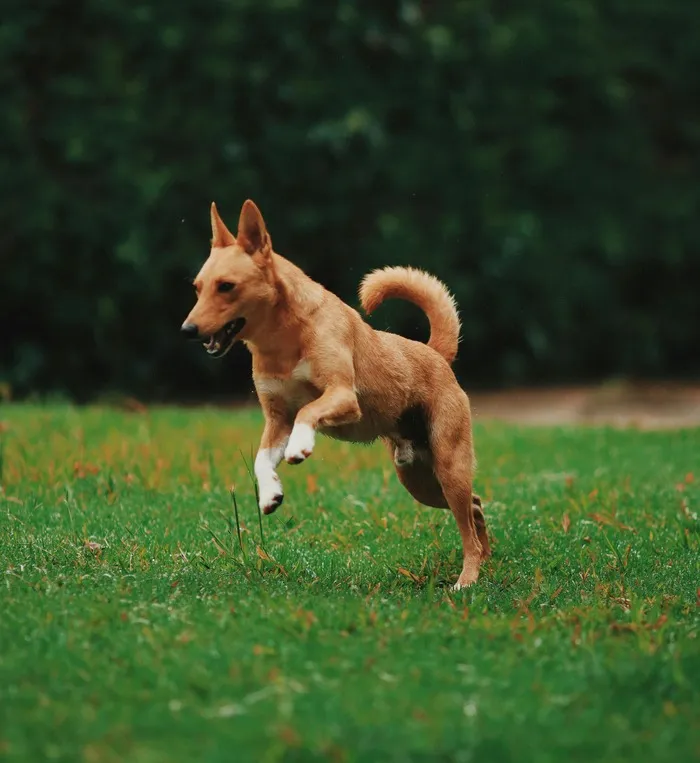 Sometimes Dogs In Movies Have To Have Cgi Tails Because They Keep Wagging Their Tails. They Are Just So Happy To Be There!