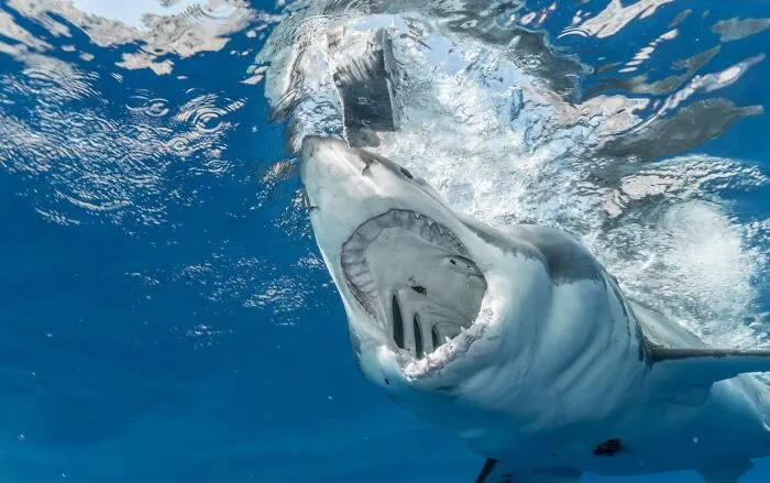 30 Unusual Facts No One Really Asked For, But Are Pretty Cool To Know
