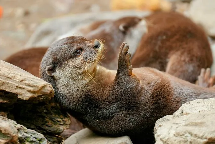 Otters Have Skin Pockets For Their Favorite Rocks