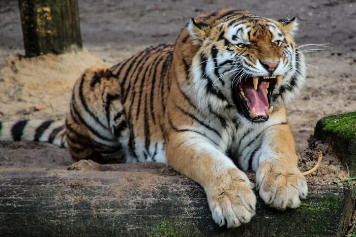 30 Unusual Facts No One Really Asked For, But Are Pretty Cool To Know