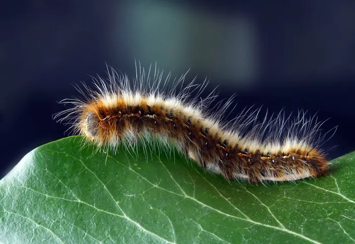 30 Unusual Facts No One Really Asked For, But Are Pretty Cool To Know