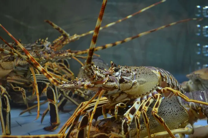 Lobsters Were Considered Disgusting And Low-Class Food, To The Point That Feeding Them To Prisoners Too Often Was Considered Cruel And Unusual Punishment