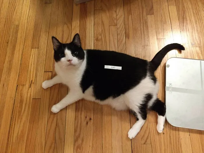 32 Ameowsing Pics Of Stuff On Cats That Might Make You An Instant Fan Of Felines