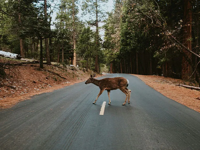 “Still Can't Explain What We Saw”: 30 Eerie Sights That Made Nighttime Drivers Question All