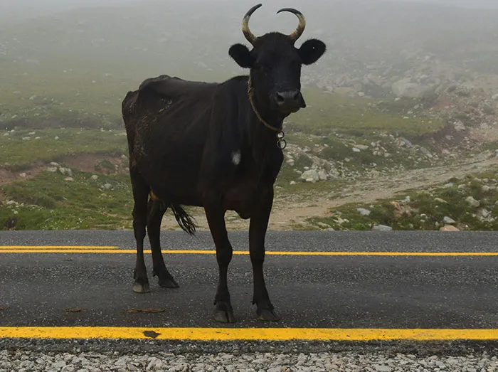 “Still Can't Explain What We Saw”: 30 Eerie Sights That Made Nighttime Drivers Question All