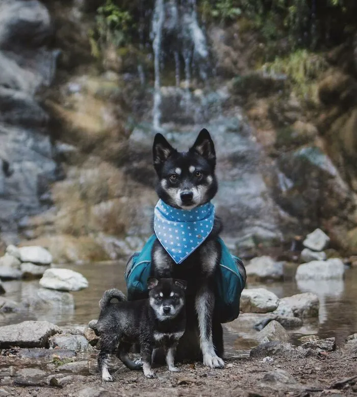“Seeing Double Edits”: 21 Animals Meet Their Younger Selves In Adorable Photo Edits (New Pics)