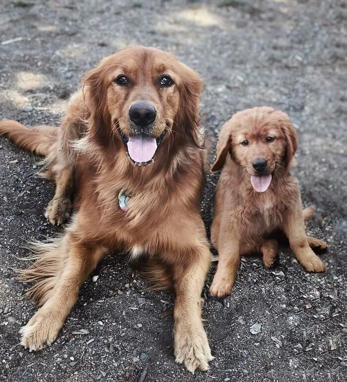 “Seeing Double Edits”: 21 Animals Meet Their Younger Selves In Adorable Photo Edits (New Pics)