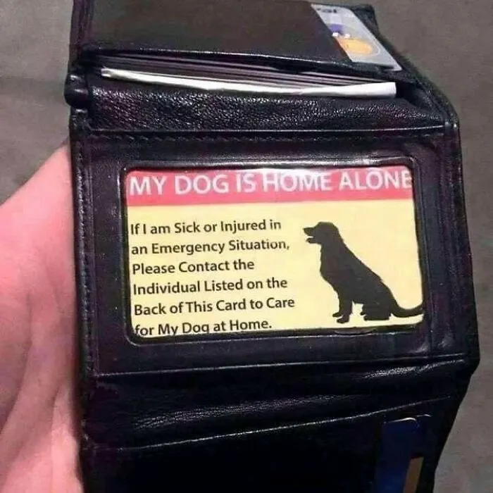 50 Funny Dog Memes For Anyone Who Has A Dog