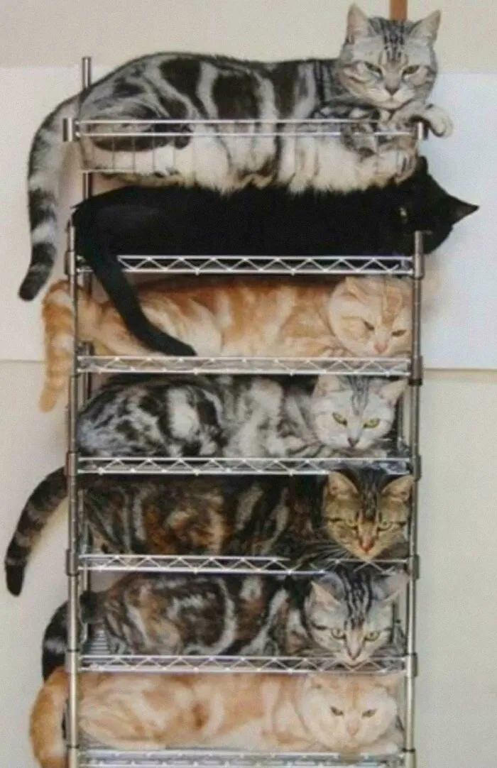 Cat Organization